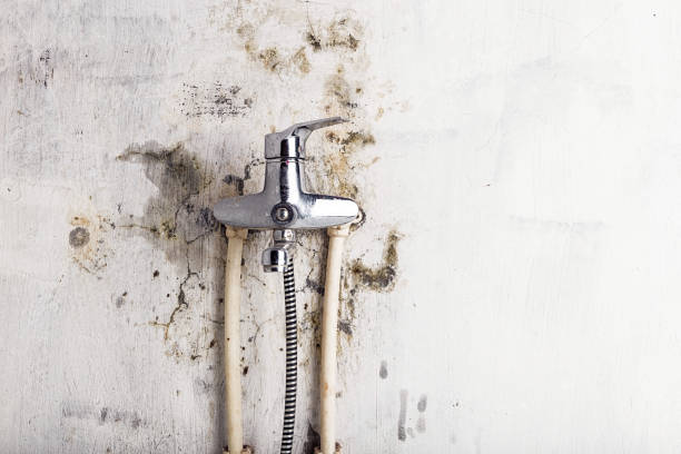 Best Emergency Mold Removal  in Chester, CA