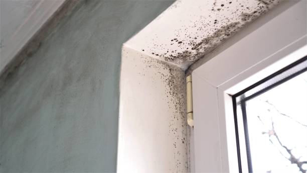 Best Mold Testing  in Chester, CA
