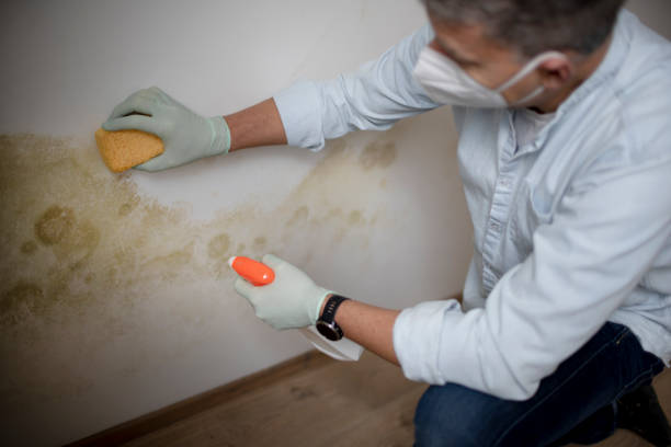 Mold Removal and Inspection in Chester, CA
