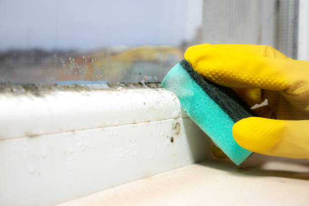 Best Black Mold Removal  in Chester, CA
