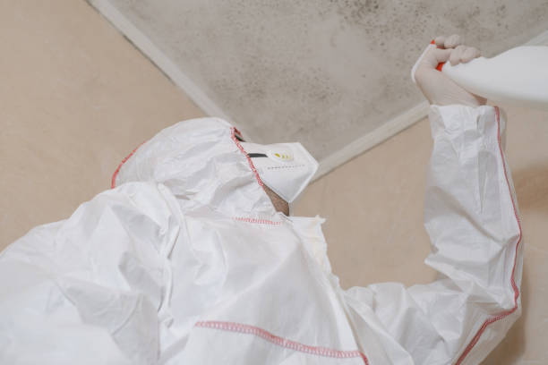 Best Fast Mold Removal  in Chester, CA