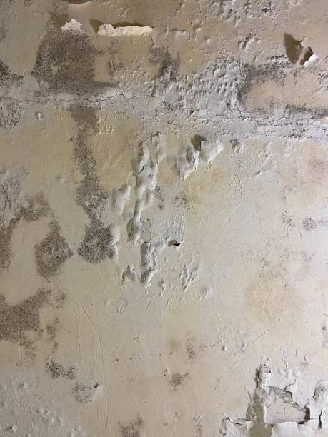 Best Mold Remediation  in Chester, CA