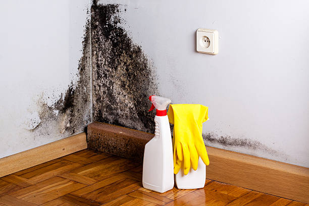 Mold Removal Process in Chester, CA