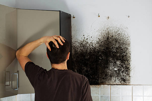 Best Office Mold Removal Services  in Chester, CA