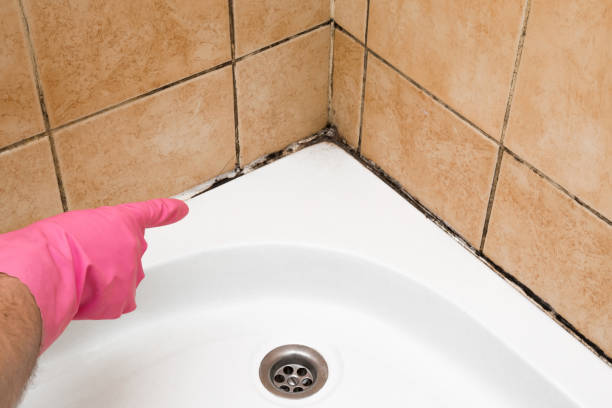 Best Crawl Space Mold Removal  in Chester, CA