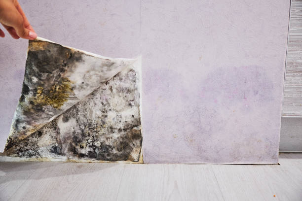 Best Certified Mold Removal  in Chester, CA